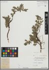 Foto von Salix alpina Scop.